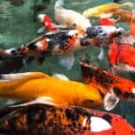 clear koi pond water thanks to amazing filtration 150x150