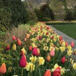 bulbs 1 img 150x150