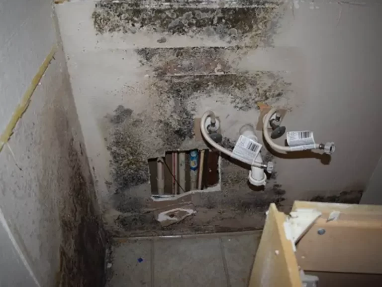 mold remediation in chicago 768x576