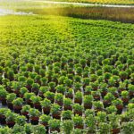 residential landscapers near Clermont Highland Grove Landscaping Farm 150x150