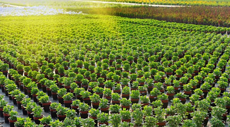 residential landscapers near Clermont Highland Grove Landscaping Farm 768x426