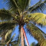 Coconut Removal Fort Lauderdale Tree Service image 3 150x150