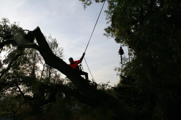 Fort Lauderdale Tree Service Emergency Tree Removal Service 1920w 768x512
