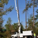 Fort Lauderdale Tree Service Tree image 2 150x150