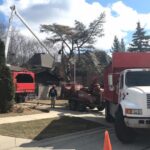 residential tree service 150x150