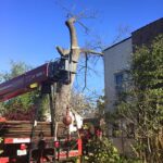 tree removal in Chicago 150x150
