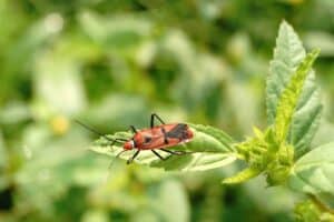 Preventive Measures for a Pest-Free Environment