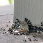 RTPC How to Get Rid of Odorous House Ants 700x441 1 150x150