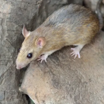 RTPC Rat Identification 700x441 1 150x150