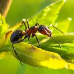 Wexford PA pest control service 150x150