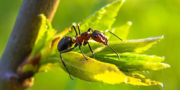 Wexford PA pest control service 768x384