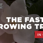 fastest growing trees in georgia 150x150