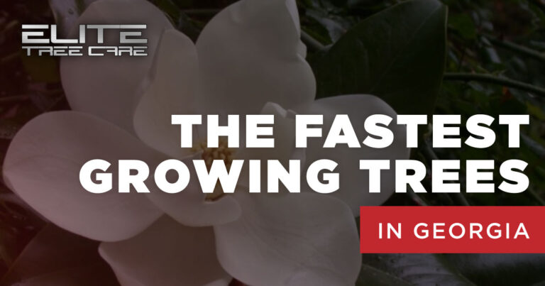 fastest growing trees in georgia 768x403