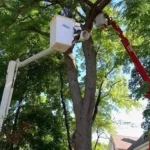 malcarne tree service arbor care pruning 150x150