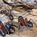 pest control exterminator Wexford PA 150x150