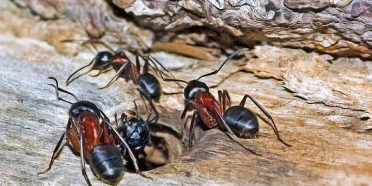 pest control exterminator Wexford PA 768x384