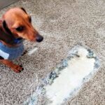 texas carpet repair plano 2 texas carpet repair plano 2
