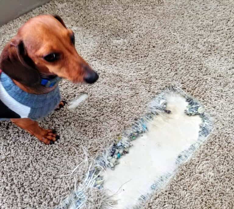 texas carpet repair plano 2 texas carpet repair plano 2