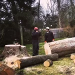 tree removal east hampton ny 150x150