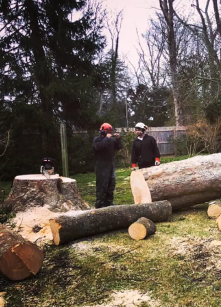 tree removal east hampton ny