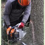 tree service oakland ca 150x150