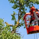 tree service san leandro ca 150x150