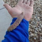 urban desert pest control phoenix 5 urban desert pest control phoenix 5